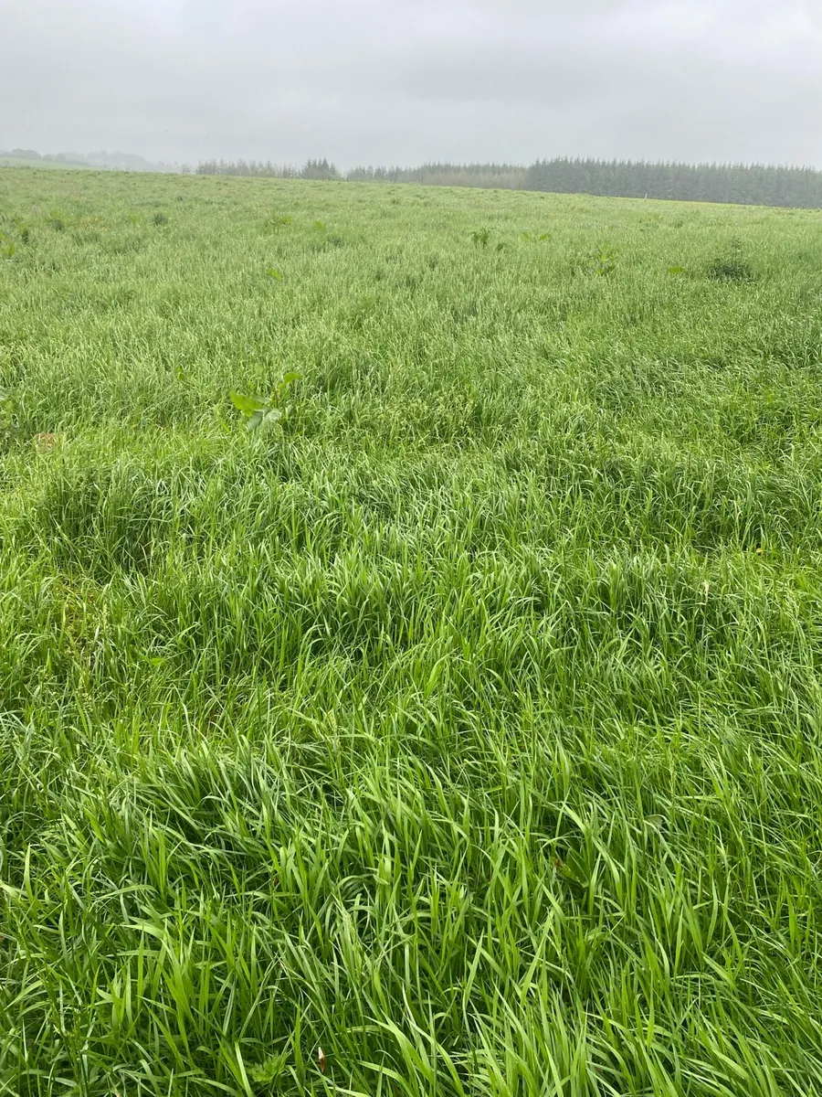Silage - Image 1