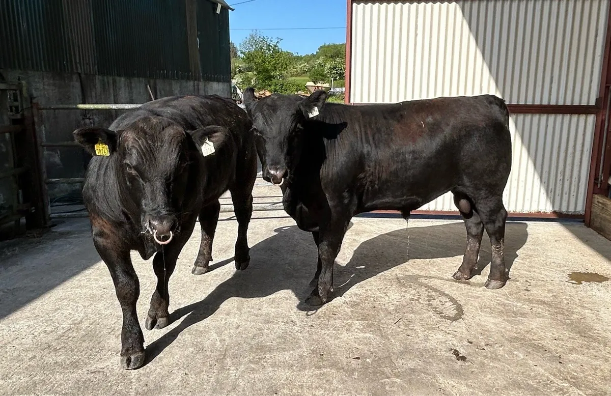 CARNAROSS MART  27/5 - PBR Angus Bulls - Image 4