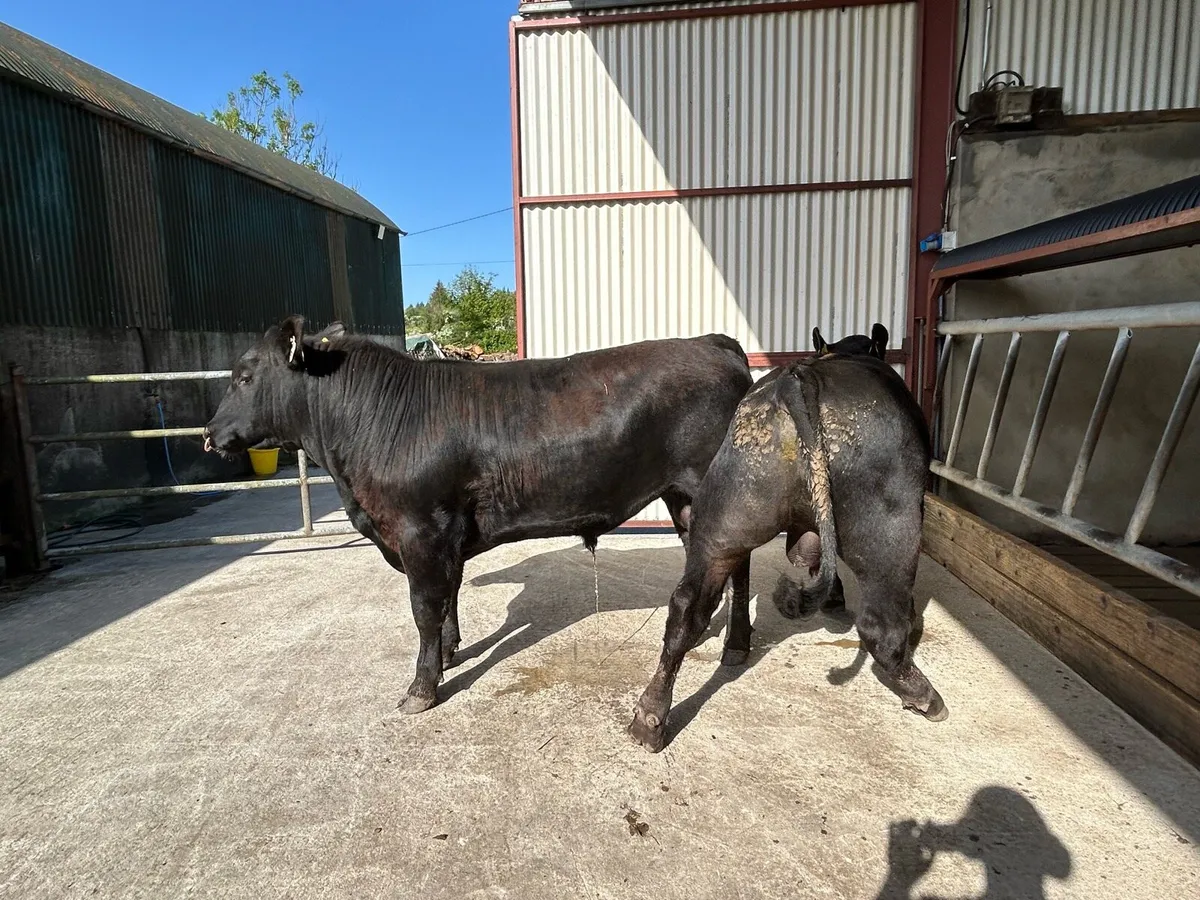 0.9% calving Diff Angus Bull - Image 2