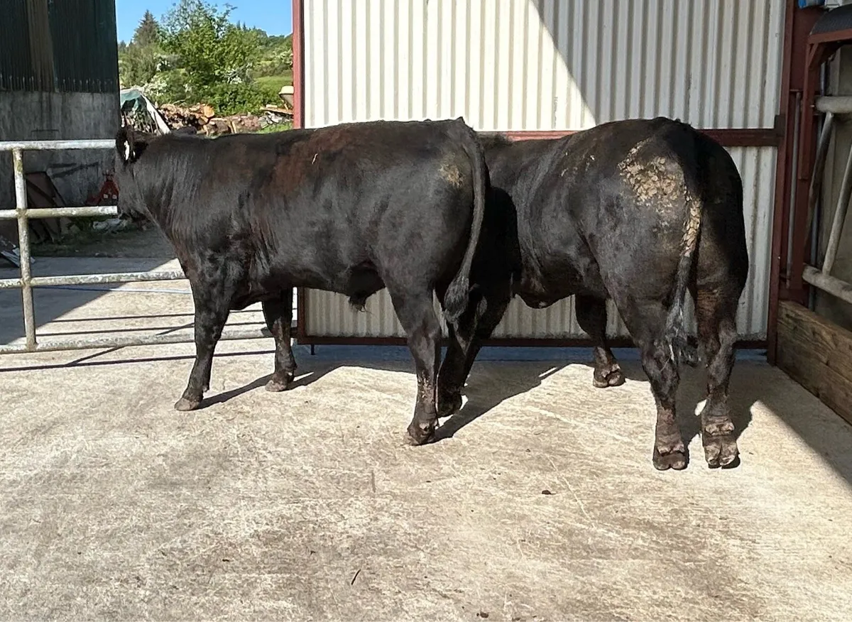 0.9% calving Diff Angus Bull - Image 3