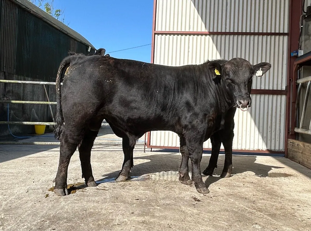 CARNAROSS MART  27/5 - PBR Angus Bulls - Image 2