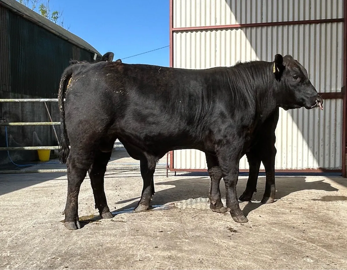 CARNAROSS MART  27/5 - PBR Angus Bulls - Image 3