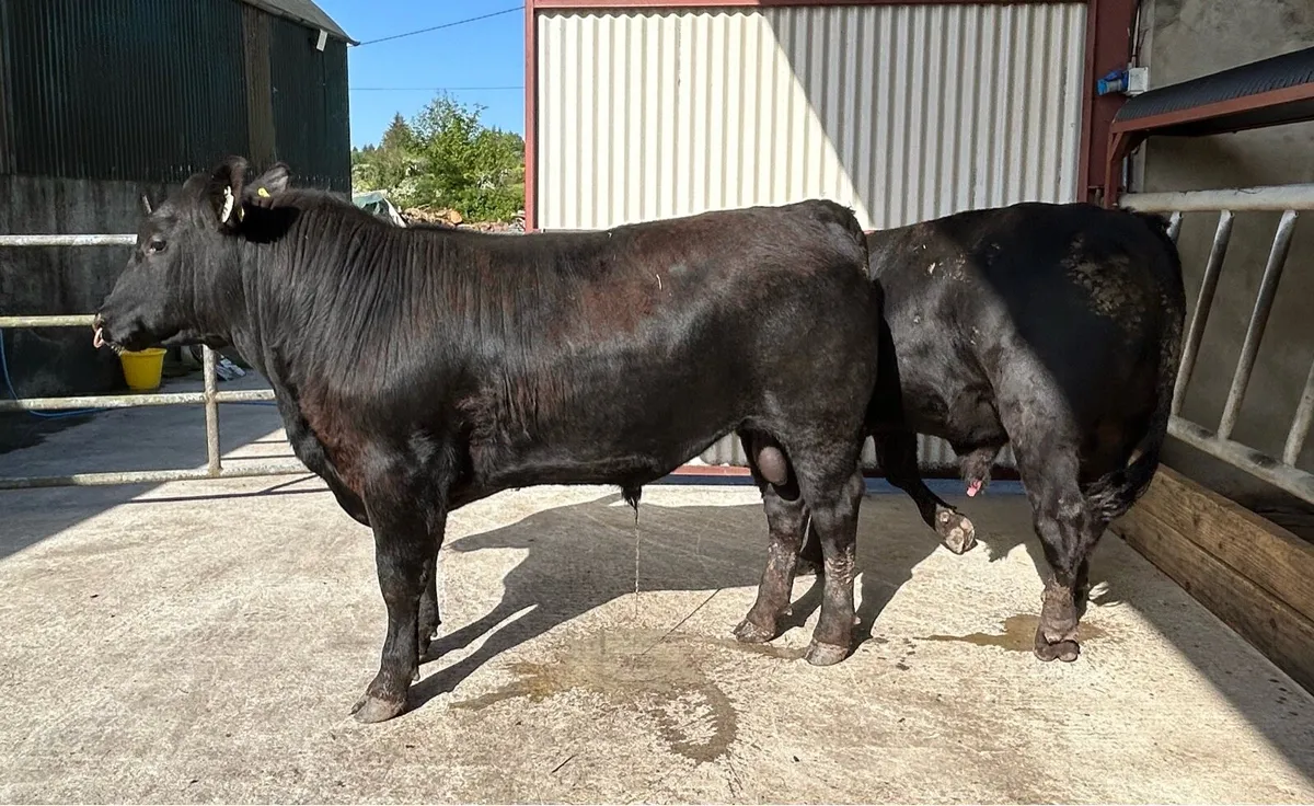CARNAROSS MART  27/5 - PBR Angus Bulls - Image 1