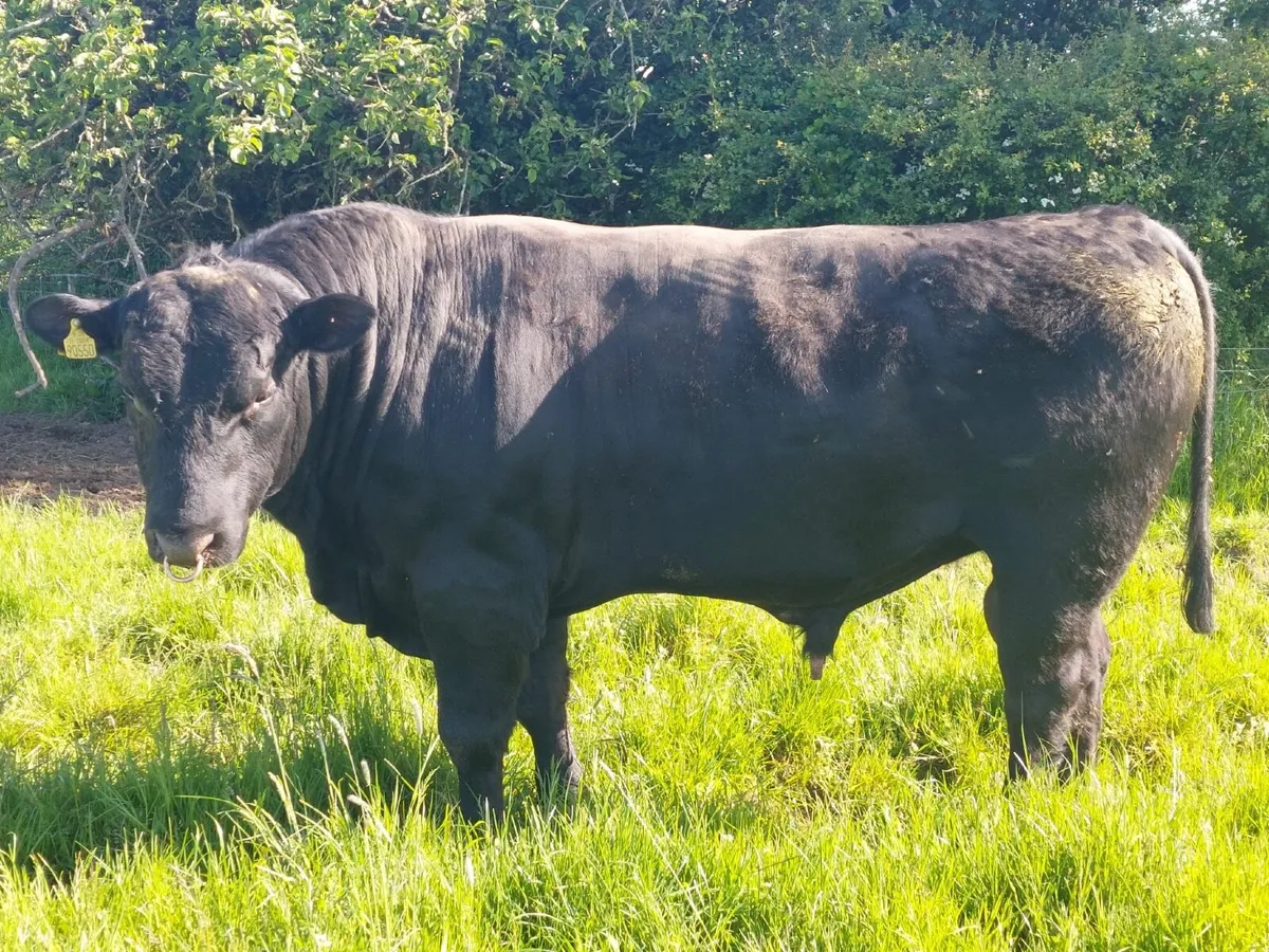 Pedigree Bulls For Sale - Image 2