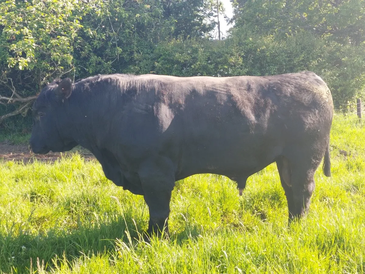 Pedigree Bulls For Sale - Image 3