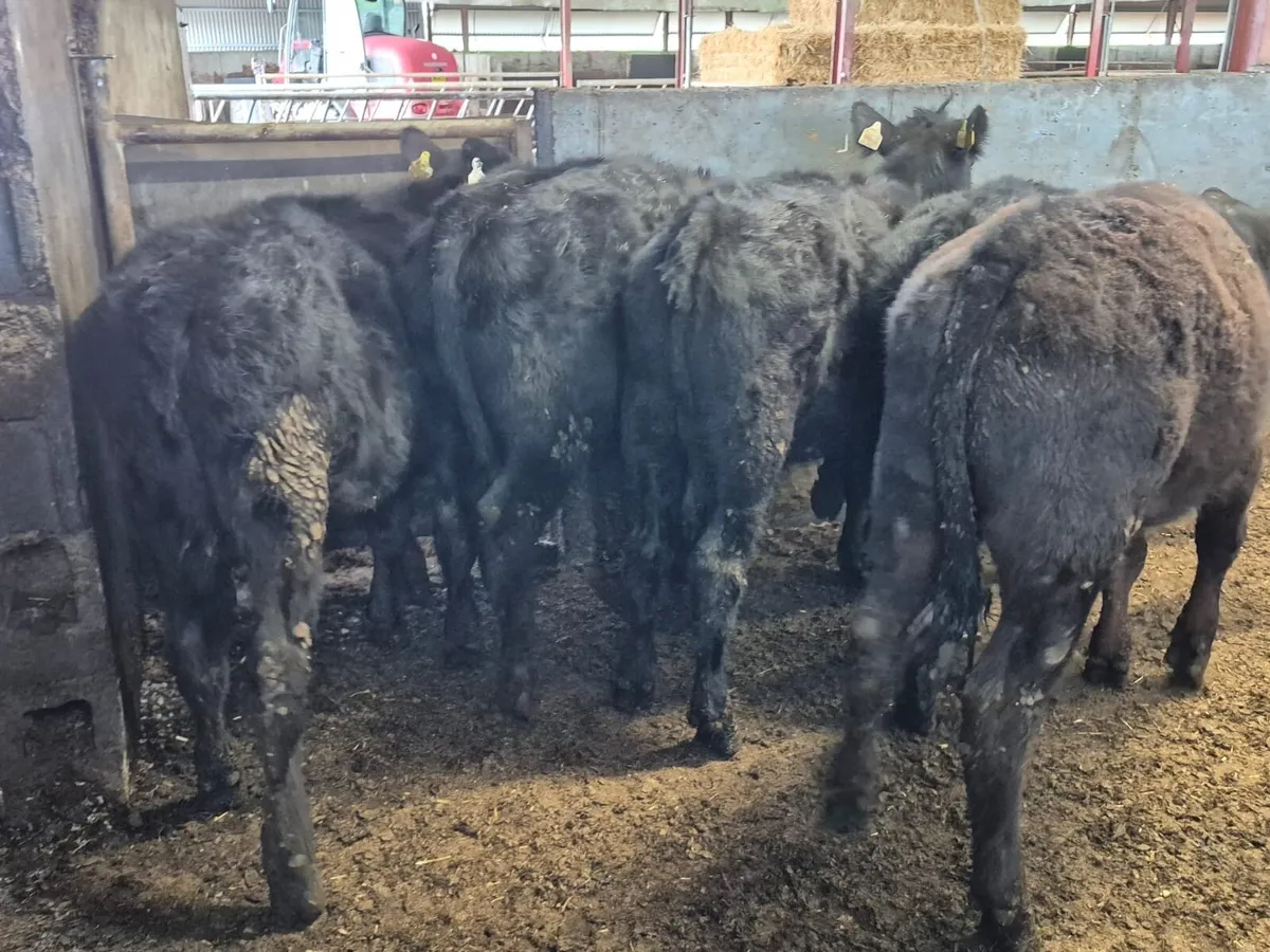 5 Suckler Bred Angus Bullocks 280kgs - Image 2