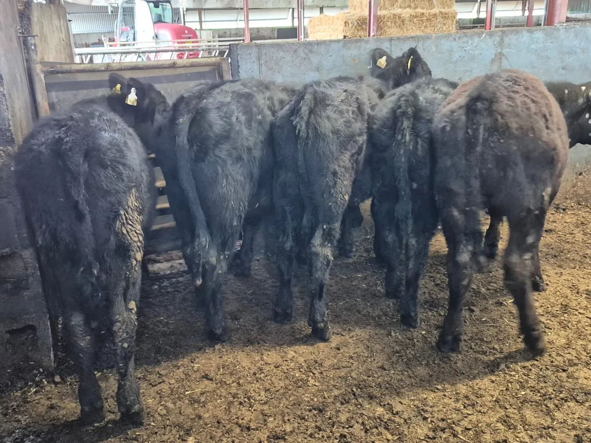 5 Suckler Bred Angus Bullocks 280kgs - Image 3