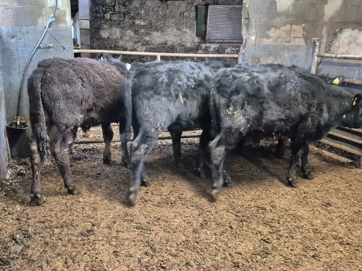 5 Suckler Bred Angus Bullocks 280kgs - Image 4