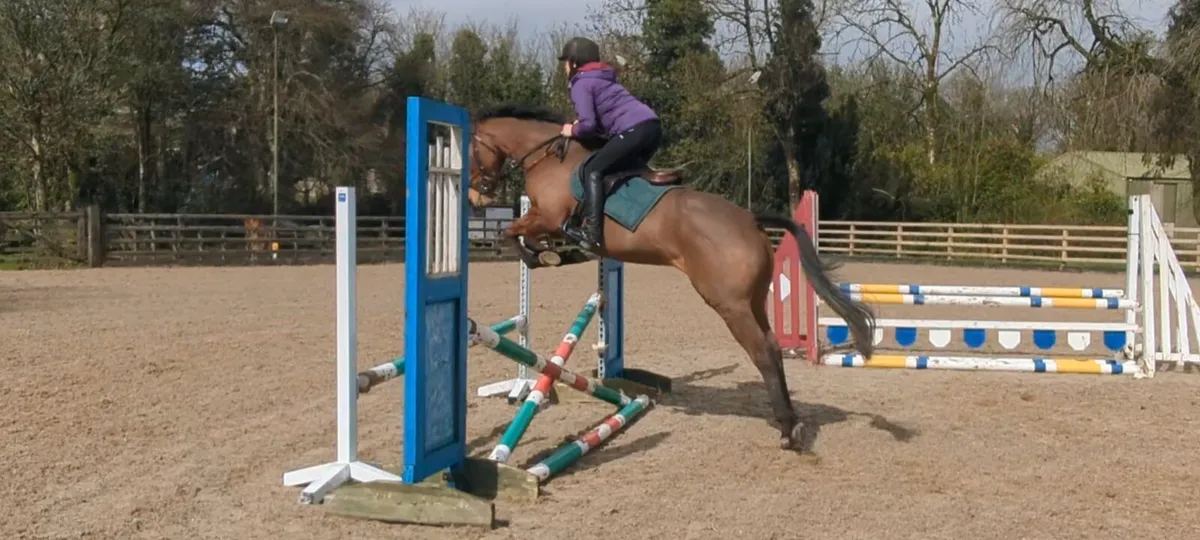 148 4yo Event/Jumping Pony - Image 1