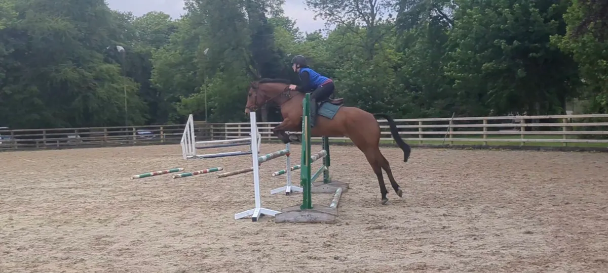 148 4yo Event/Jumping Pony - Image 3