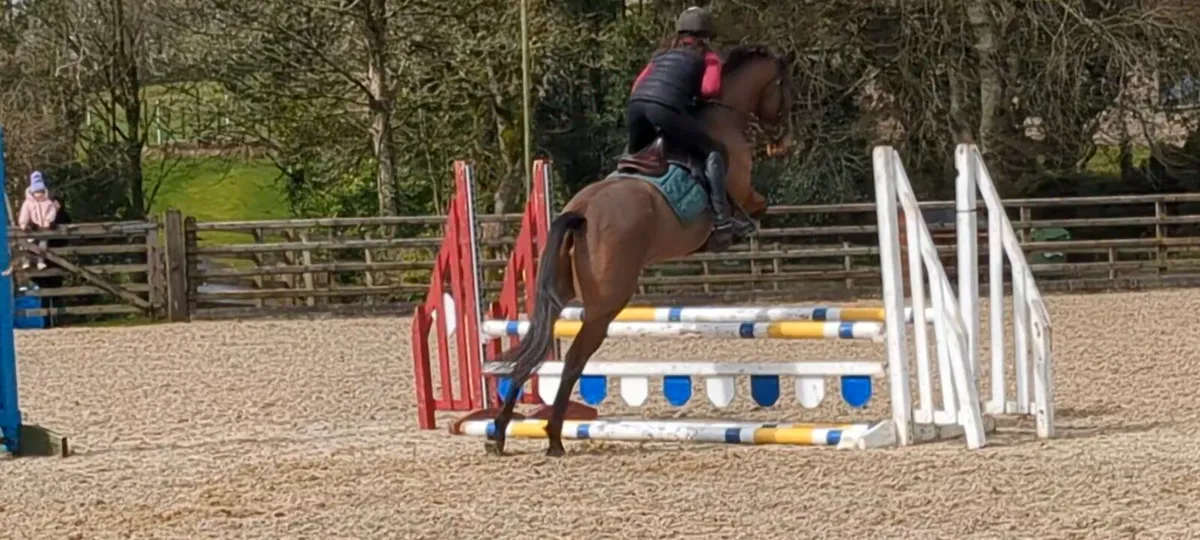 148 4yo Event/Jumping Pony - Image 4