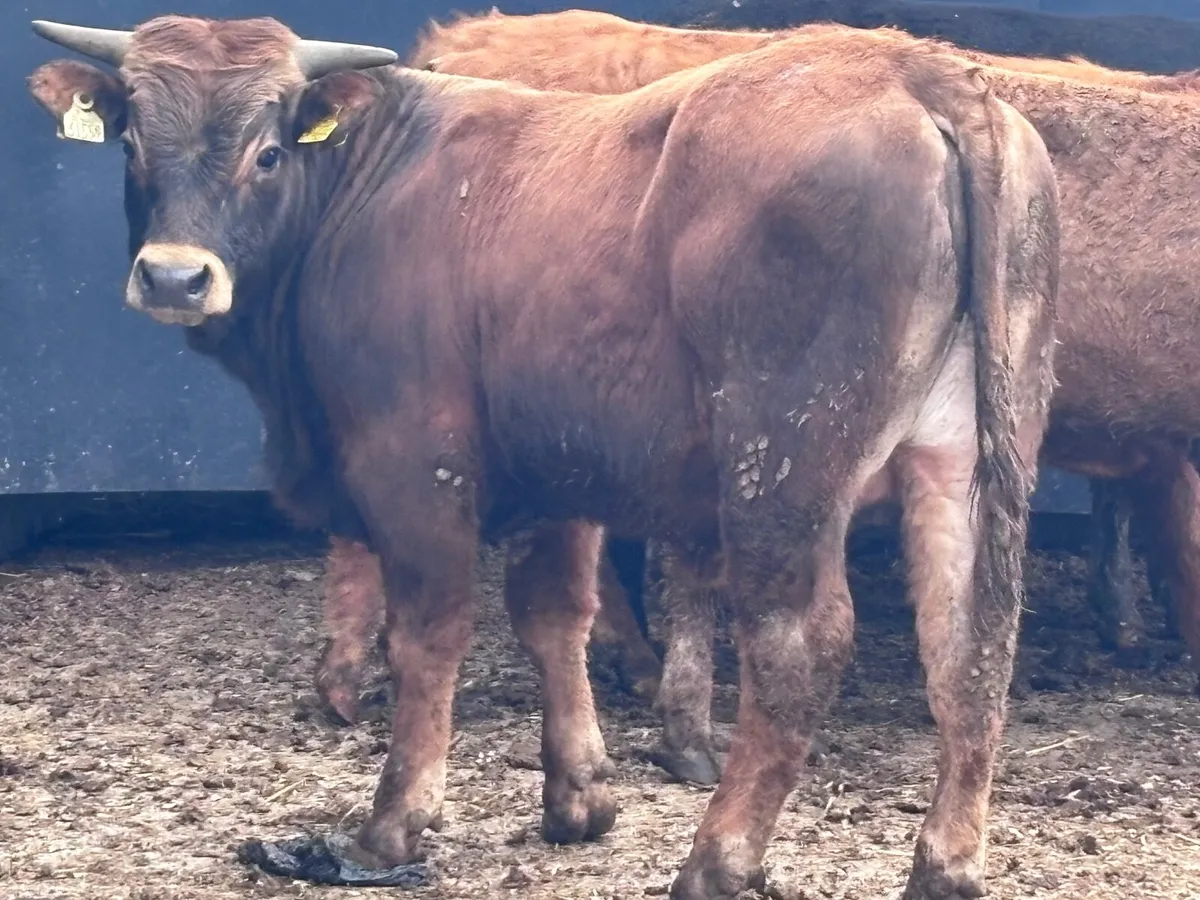 5 bull Weanlings for sale - Image 2