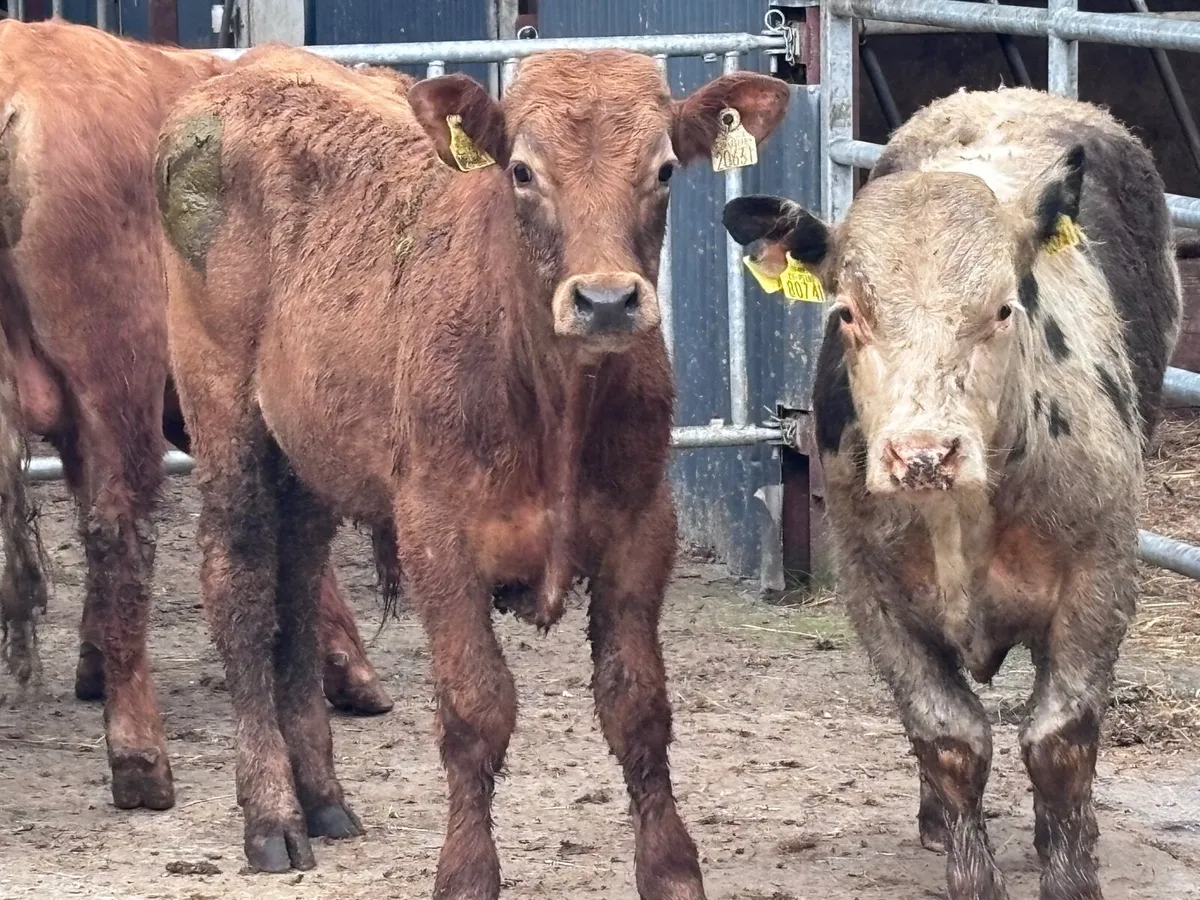 5 bull Weanlings for sale - Image 3
