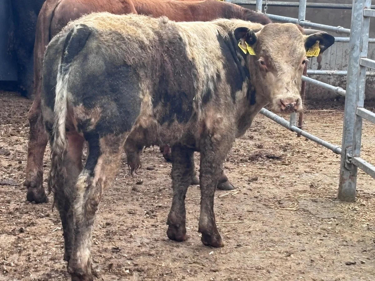 5 bull Weanlings for sale - Image 1
