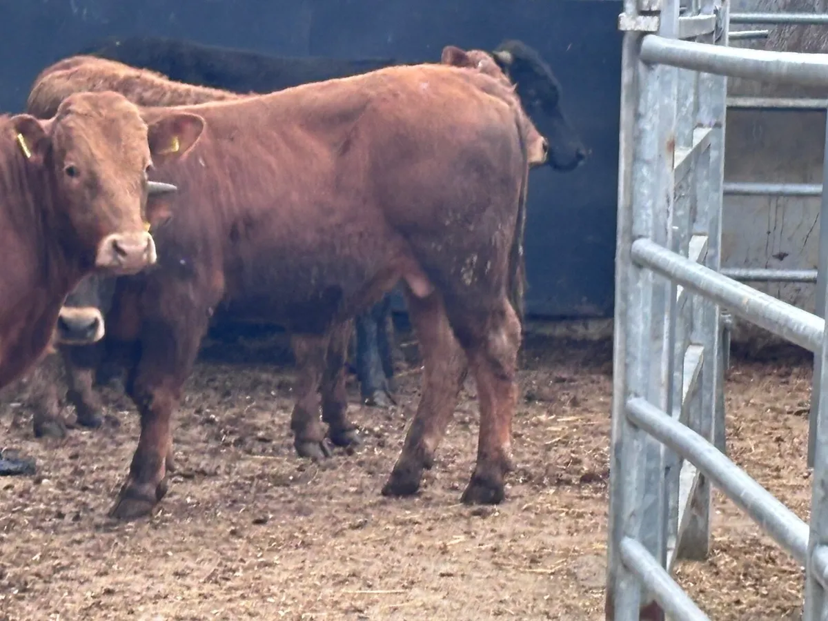 5 bull Weanlings for sale - Image 4