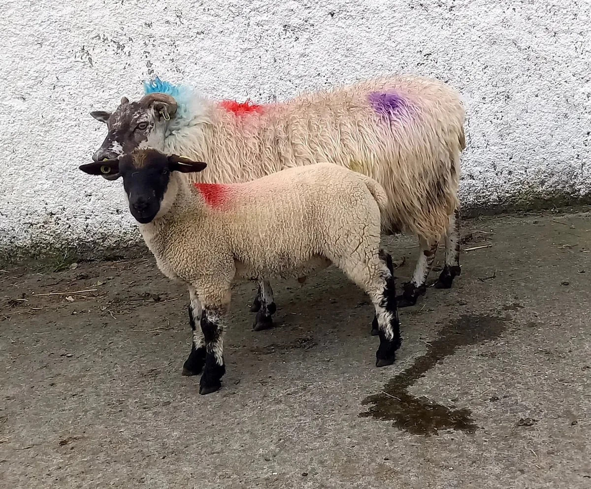 TEXEL  CROSS  EWE WITH  LAMB - Image 1