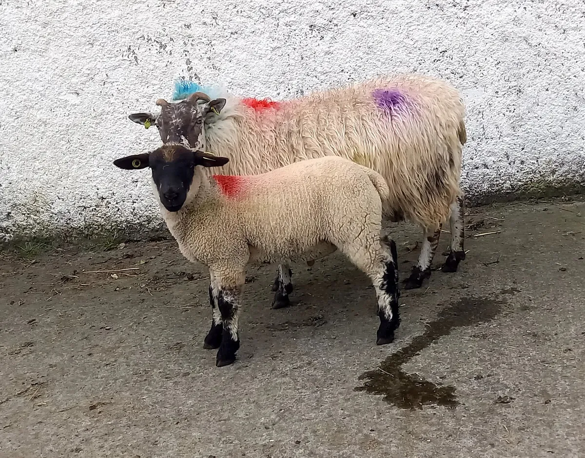 TEXEL  CROSS  EWE WITH  LAMB - Image 2