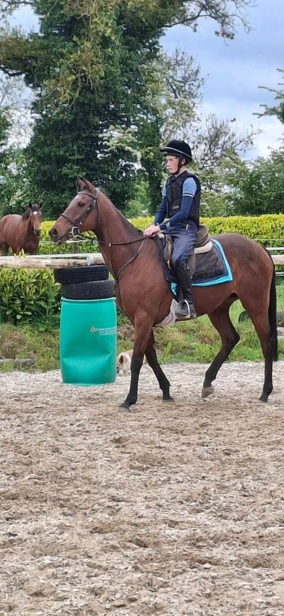 Smashing looking 11yo tb mare - Image 3