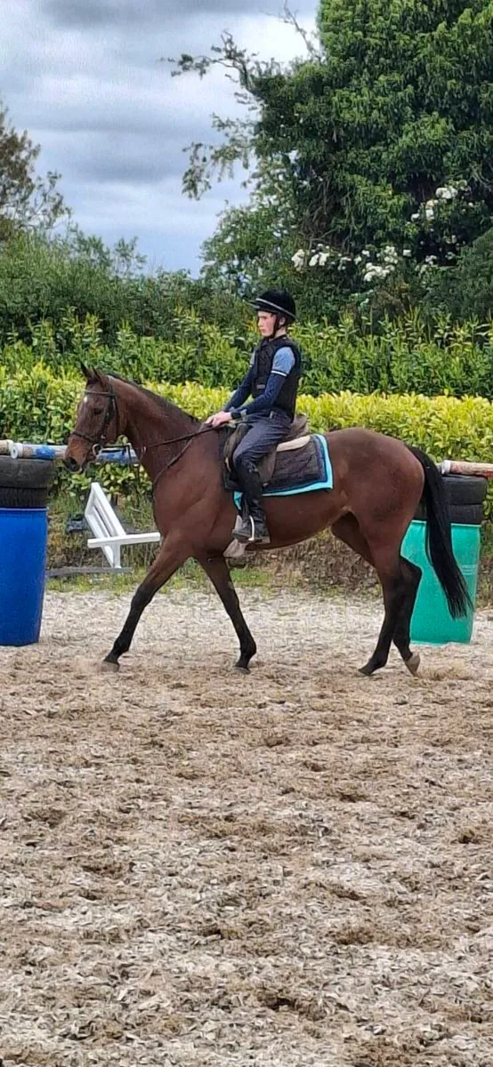 Smashing looking 11yo tb mare - Image 2