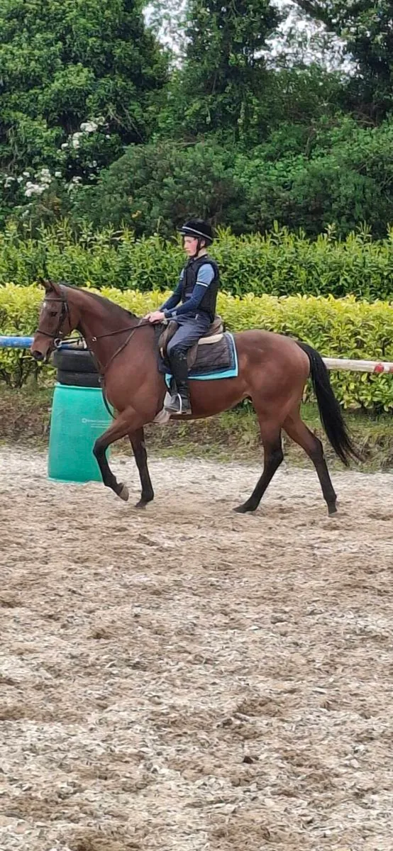 Smashing looking 11yo tb mare - Image 1
