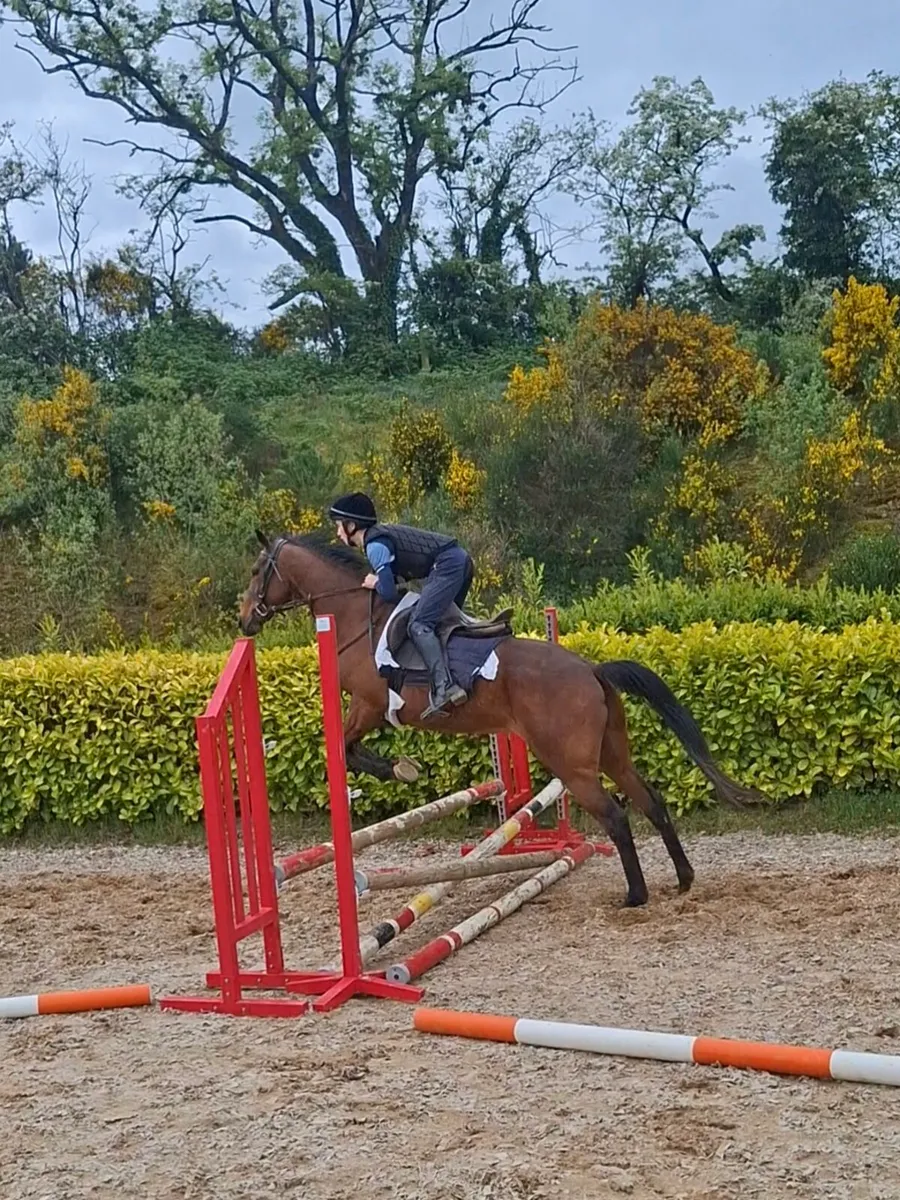 Smashing looking 11yo tb mare - Image 4