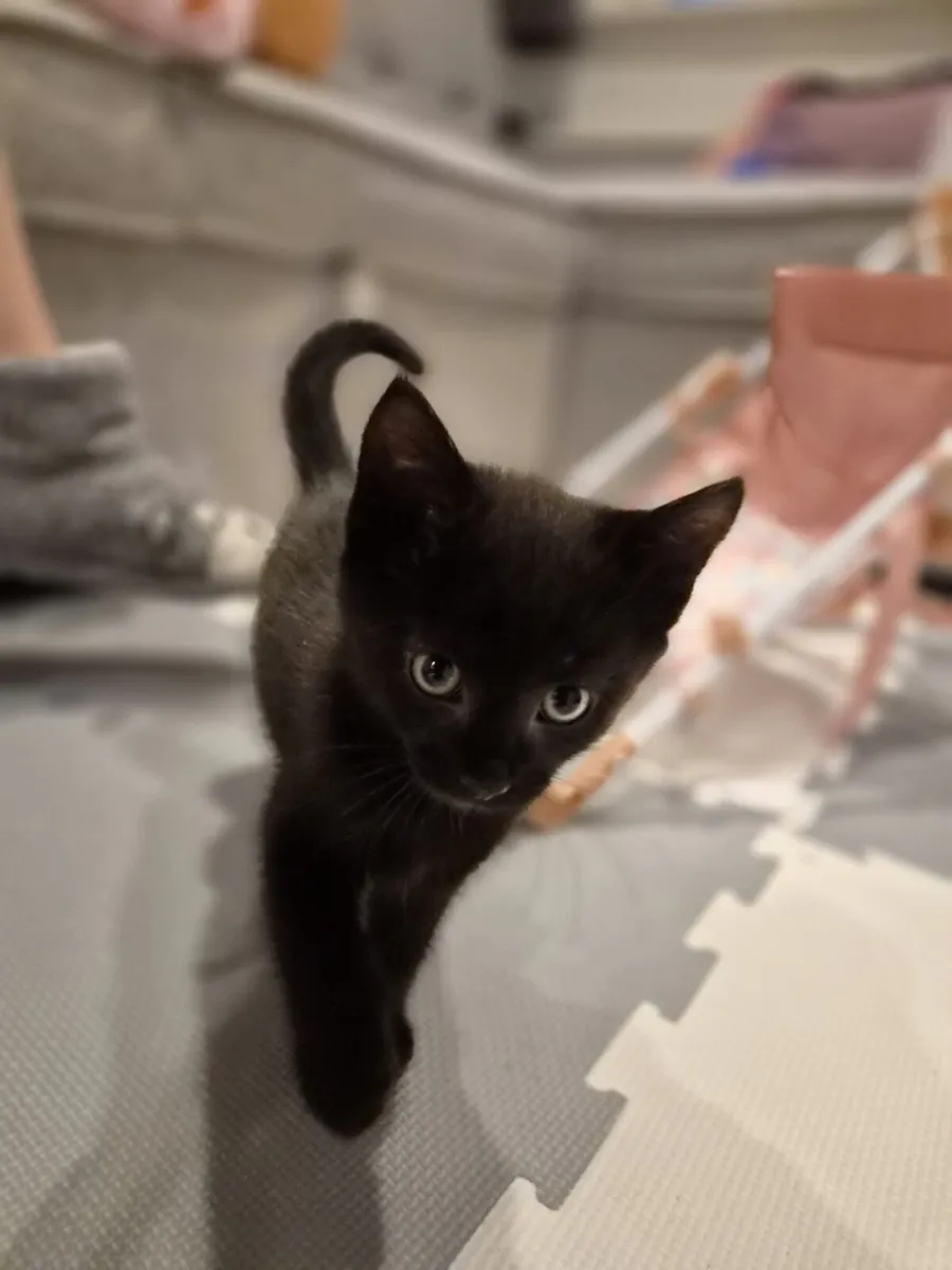 Adorable Black Kitten For Sale – €100 🐾 - Image 1