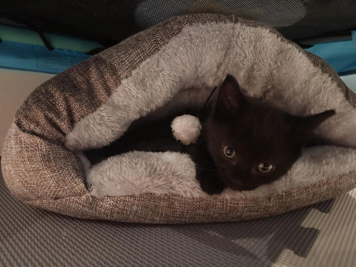 Adorable Black Kitten For Sale – €100 🐾 - Image 2