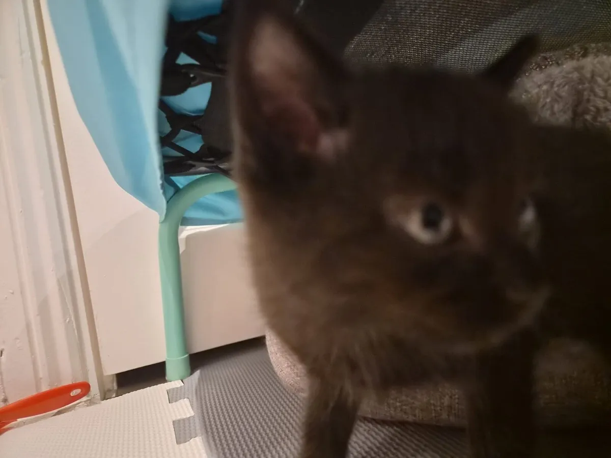 Adorable Black Kitten For Sale – €100 🐾 - Image 3