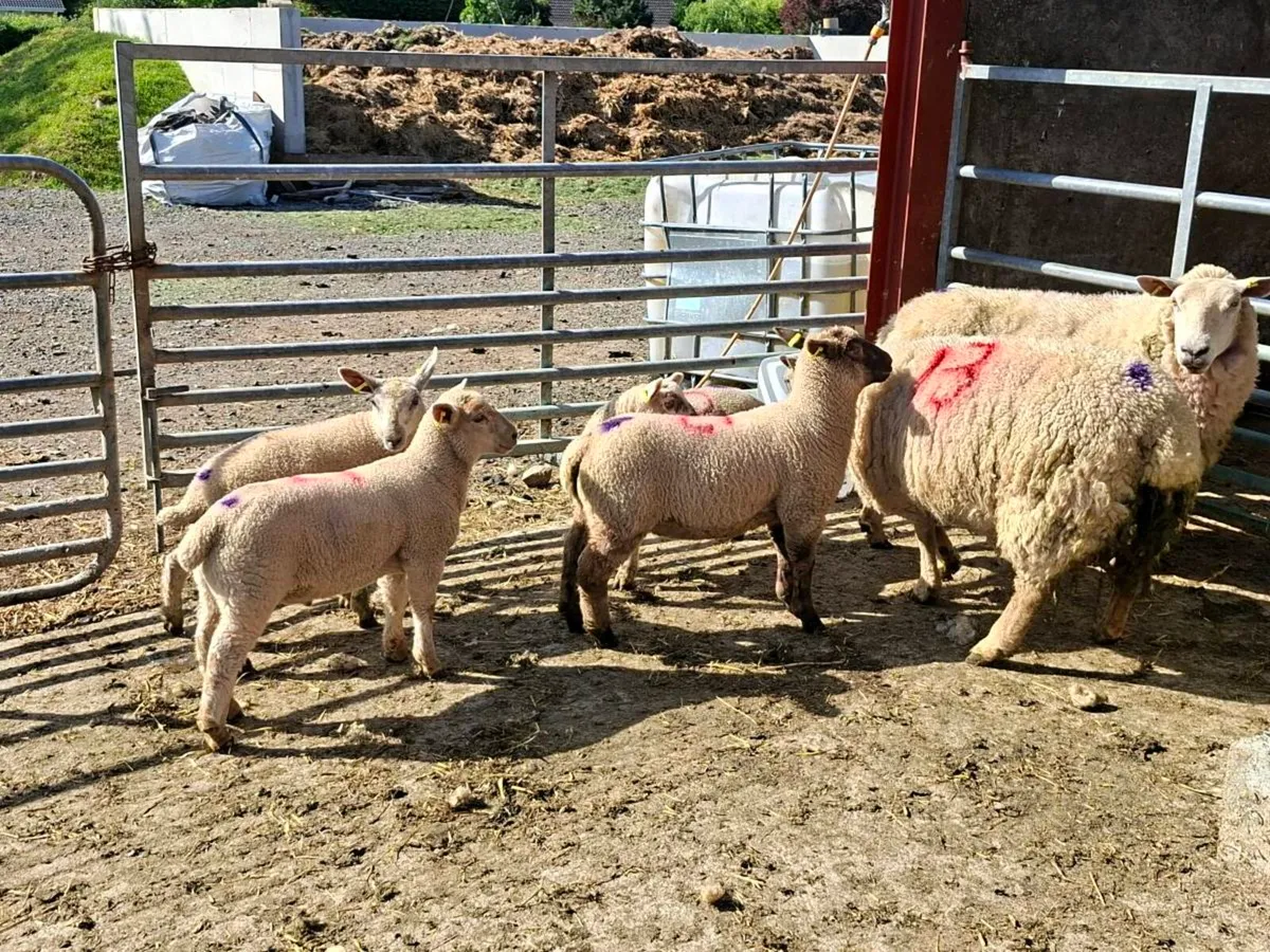 Ewes with lambs at foot - Image 3