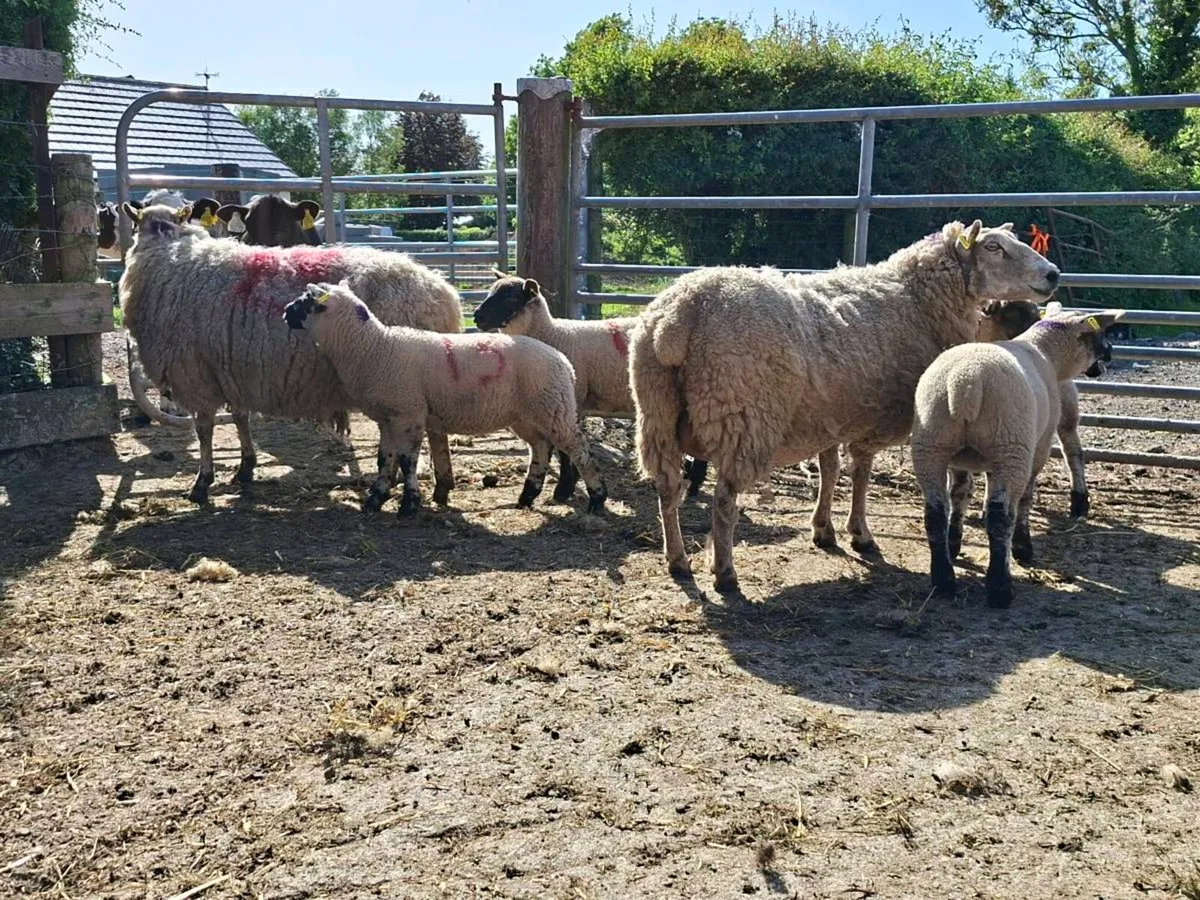 Ewes with lambs at foot - Image 4