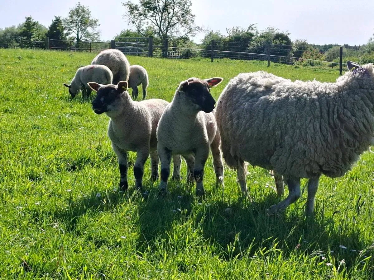 Ewes with lambs at foot - Image 1