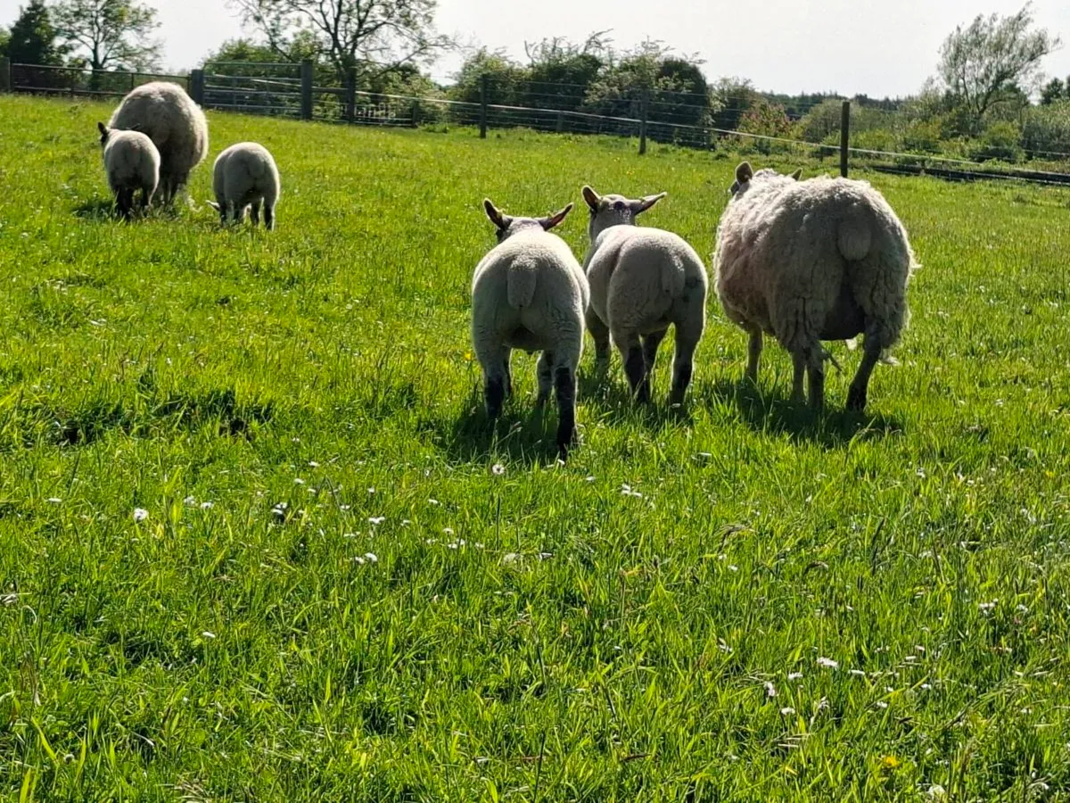 Ewes with lambs at foot - Image 2