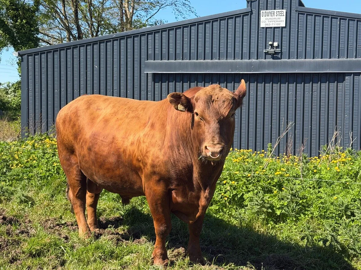 Pedigree Angus herd STOCK bull - Image 3