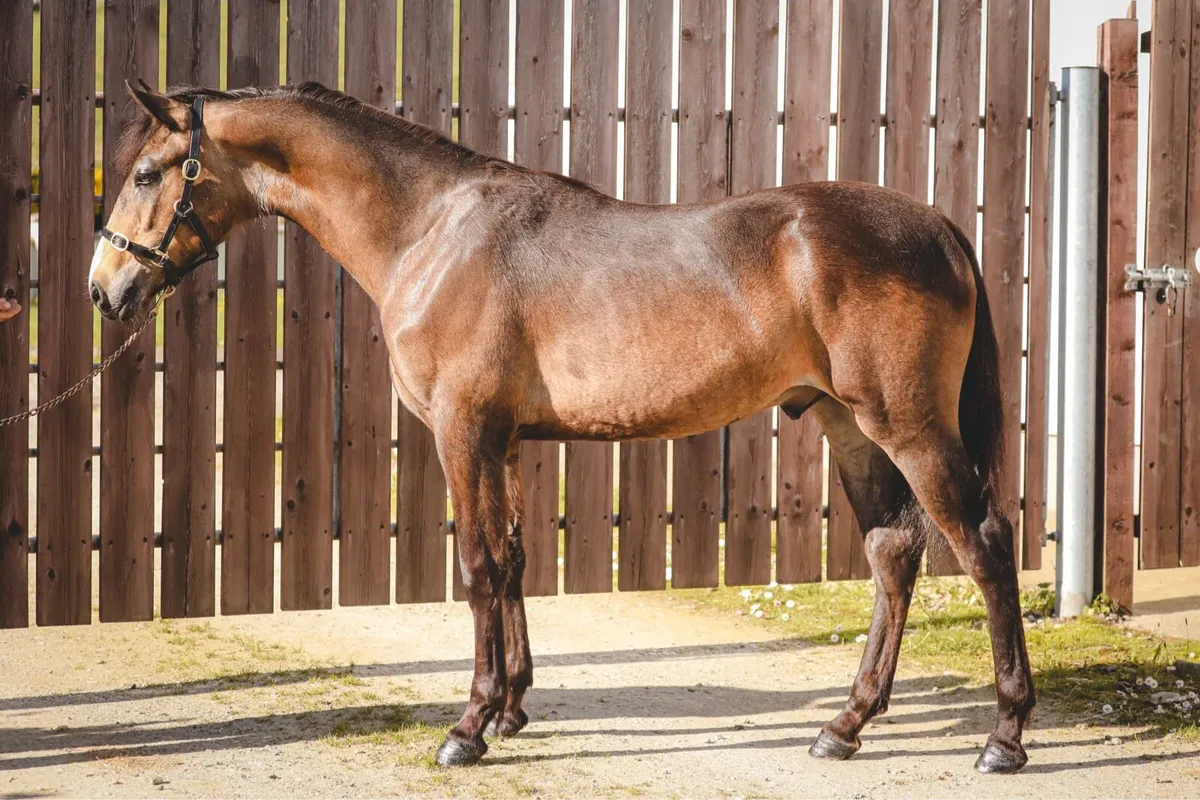 Dun Connemara Yearling Colt by Carnakilly MacGuire - Image 2