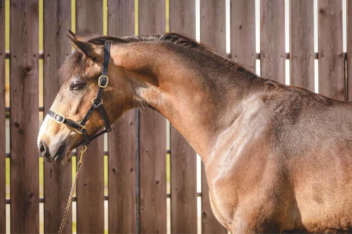Dun Connemara Yearling Colt by Carnakilly MacGuire - Image 3