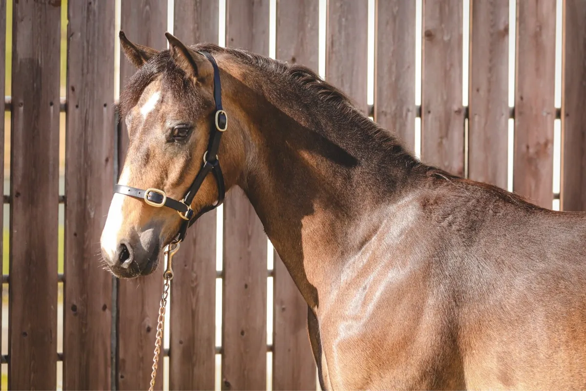 Dun Connemara Yearling Colt by Carnakilly MacGuire - Image 1