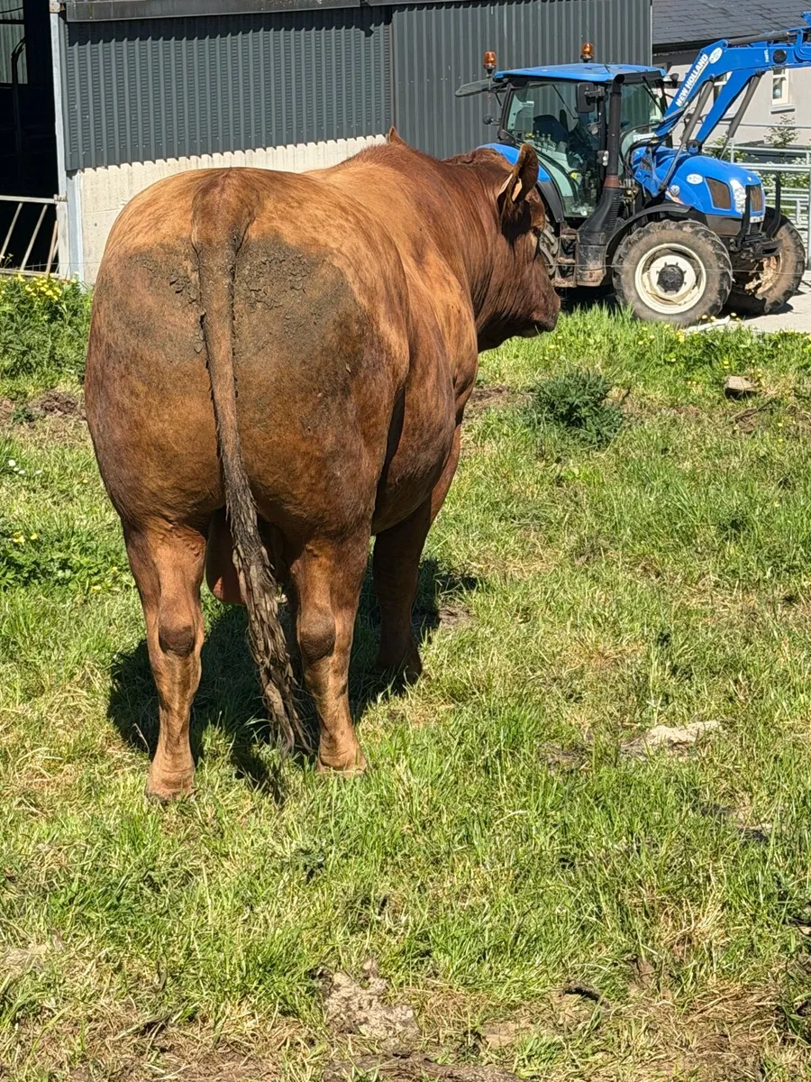 Pedigree Angus herd STOCK bull - Image 2