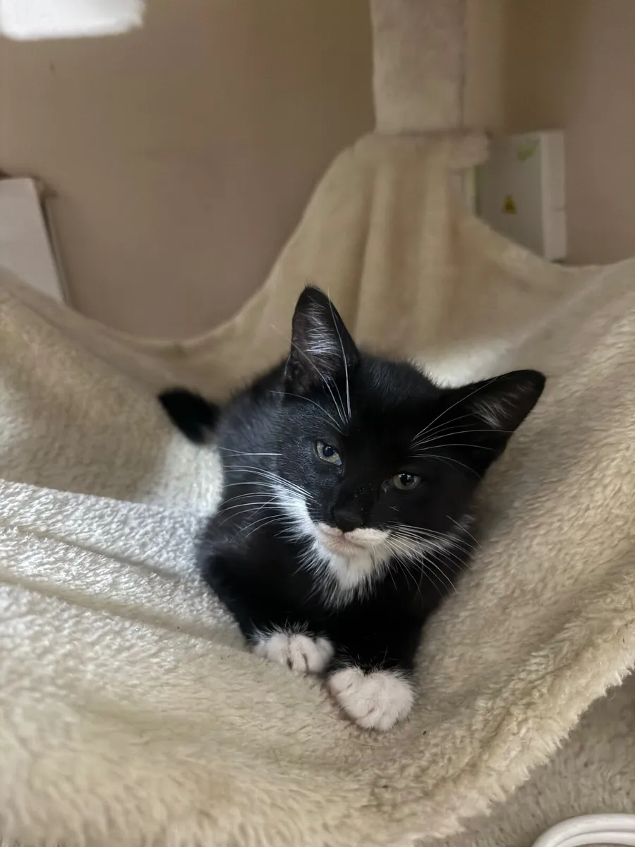 Kittens - Image 4