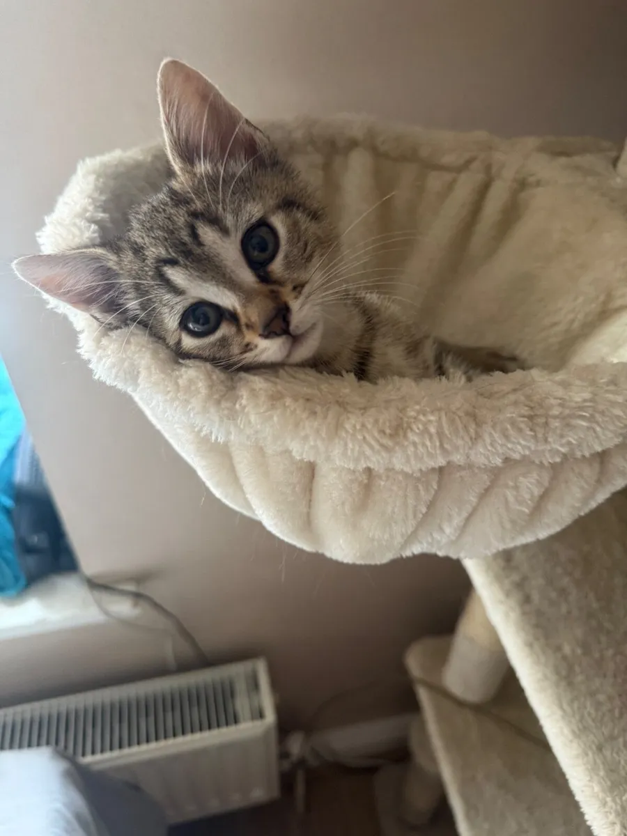 Kittens - Image 3