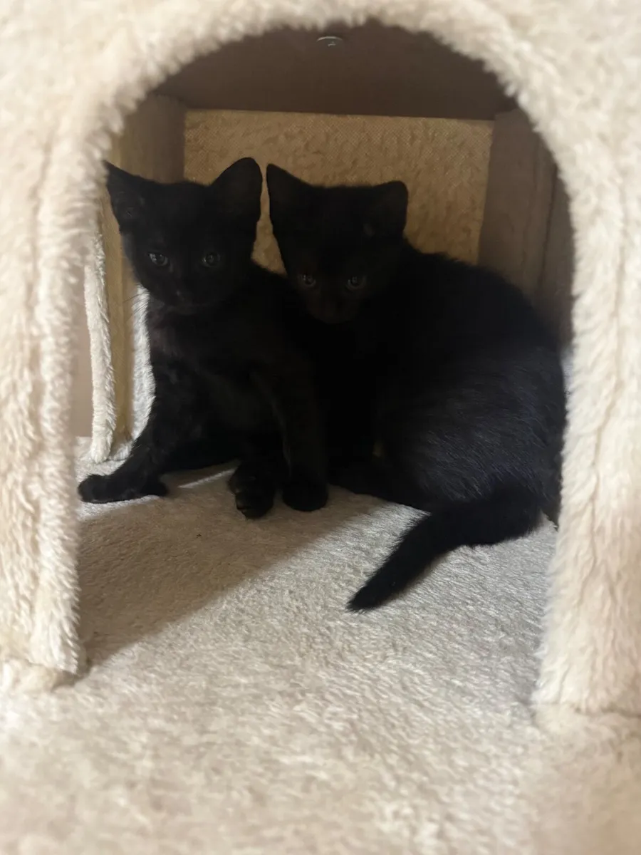 Kittens - Image 4