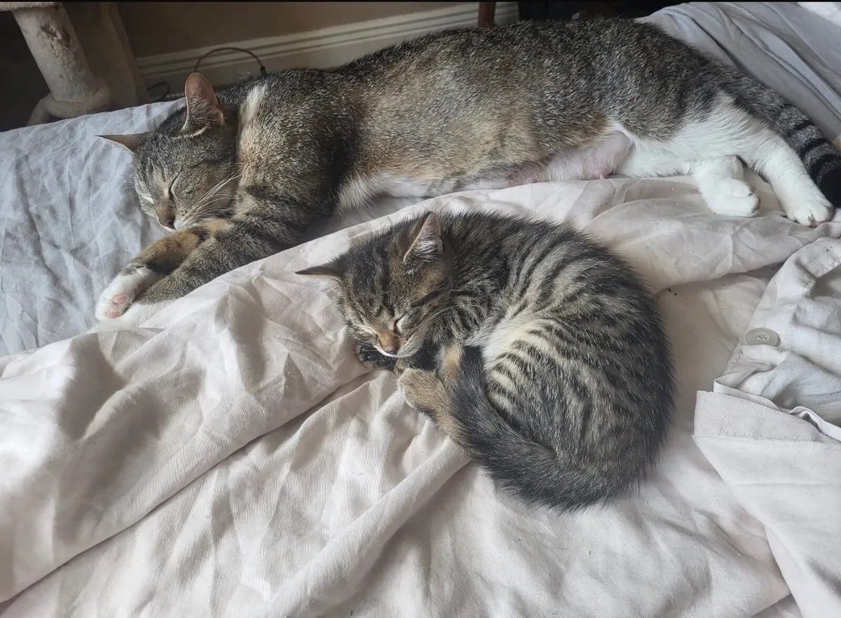 Kittens - Image 2