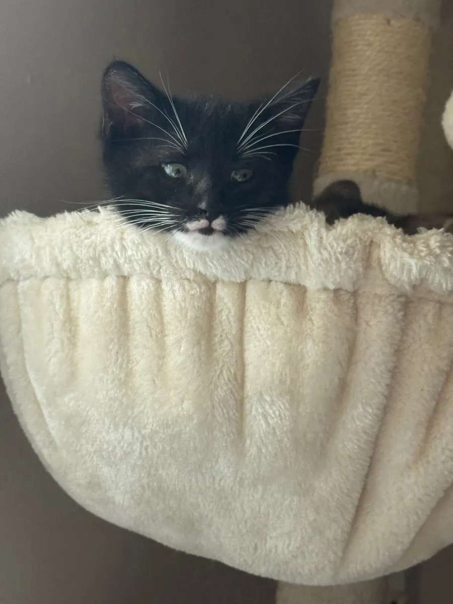 Kittens - Image 3