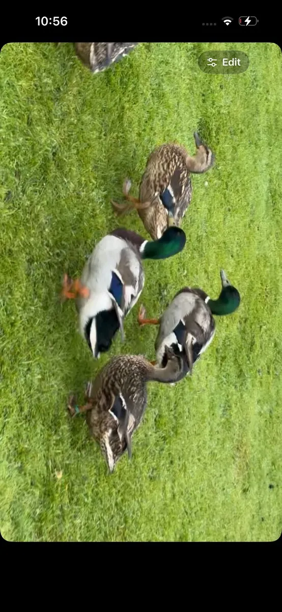 Wild mallards , muscovy ,quail - Image 1