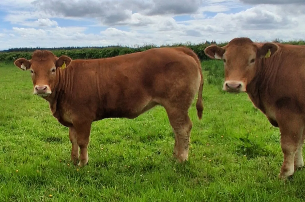 Breeding Heifers - Image 3