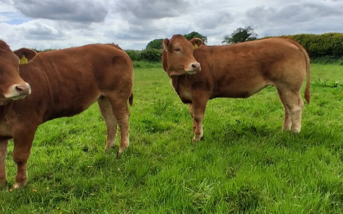 Breeding Heifers - Image 4