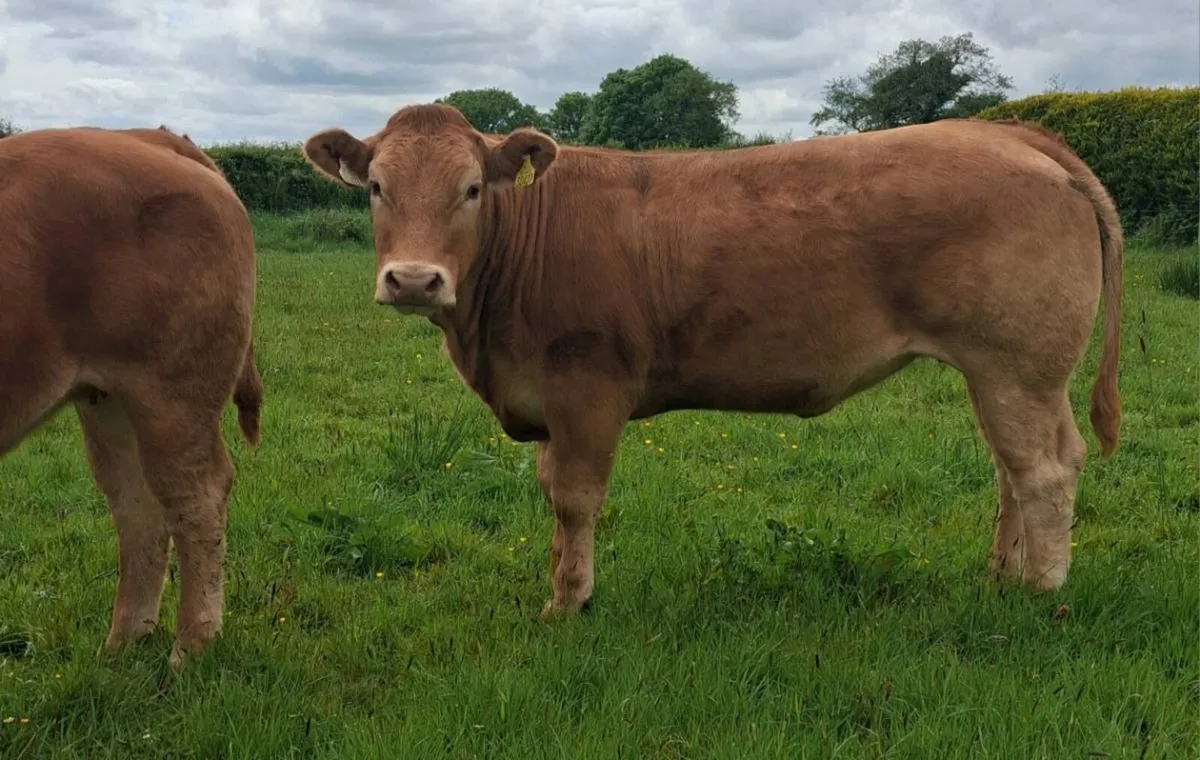Breeding Heifers - Image 1