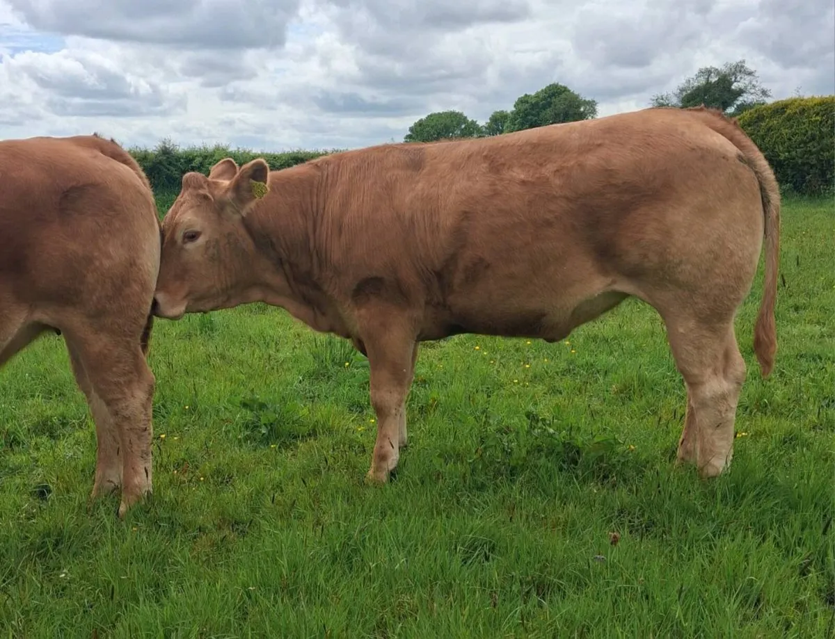 Breeding Heifers - Image 2