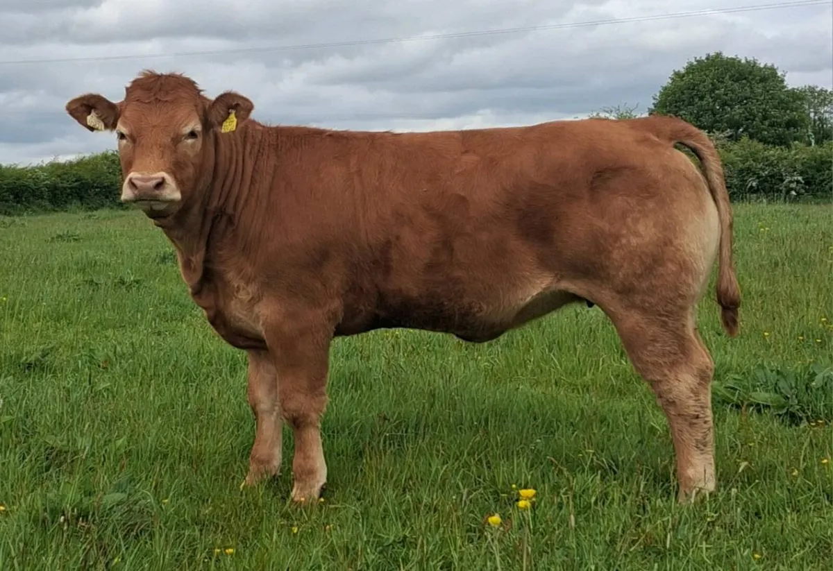 Breeding Heifers - Image 2