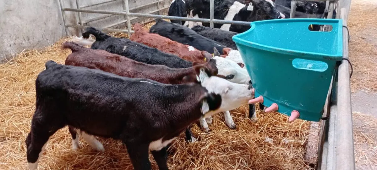 6 Hereford  Calves - Image 1