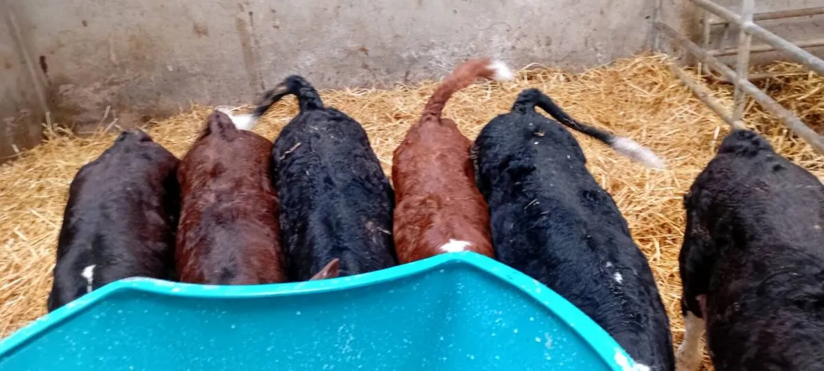 6 Hereford  Calves - Image 2